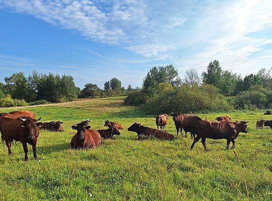 Polska rasa bydła mięsnego