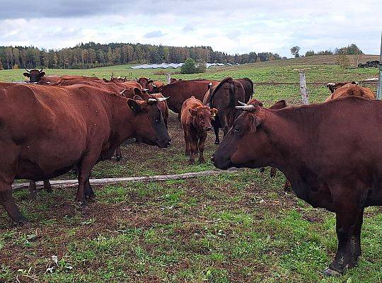 Bydło rasy Polskiej Czerwonej RP