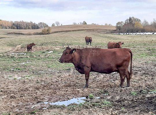 Hodowla bydła Warmia