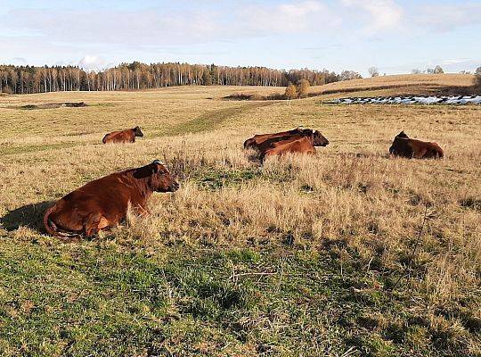 Zielone Wzgórza Warmii hodowla bydła rasy mięsnej