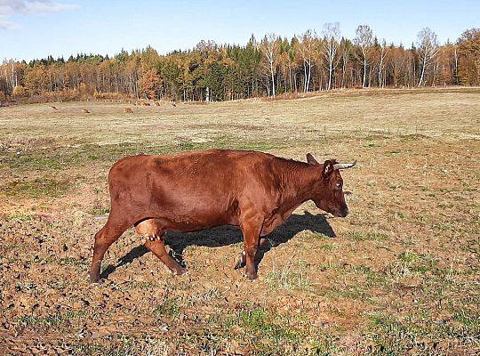 Gospodarstwo rolne Warmia hodowla bydła