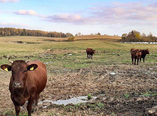 Polska rasa bydła mięsnego