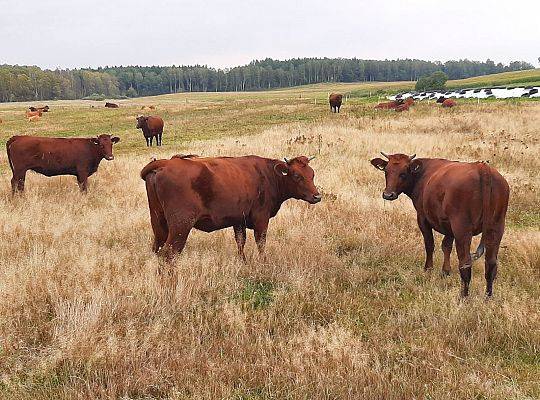 Zielone Wzgórza Warmii hodowla bydła rasy mięsnej