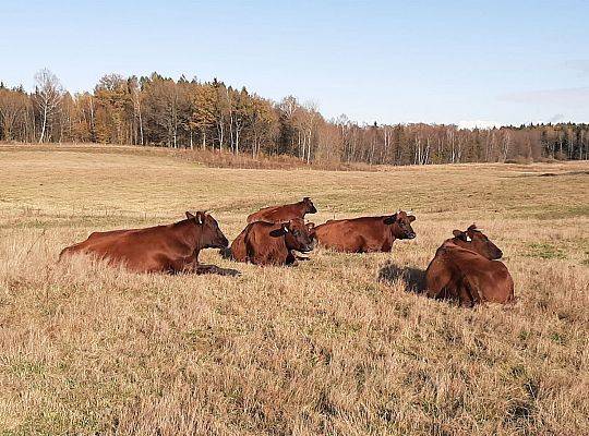 Hodowla bydła rasy Polskiej Czerwonej RP