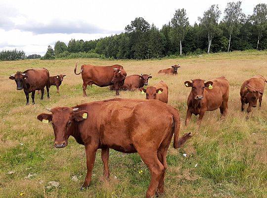 Bydło rasy Polskiej Czerwonej - RP