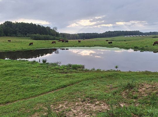 Gospodarstwo Rolne Zielone Wzgórza Warmii