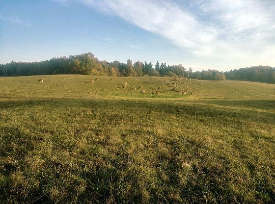 Zielone Wzgórza Warmii Gospodarstwo Rolne