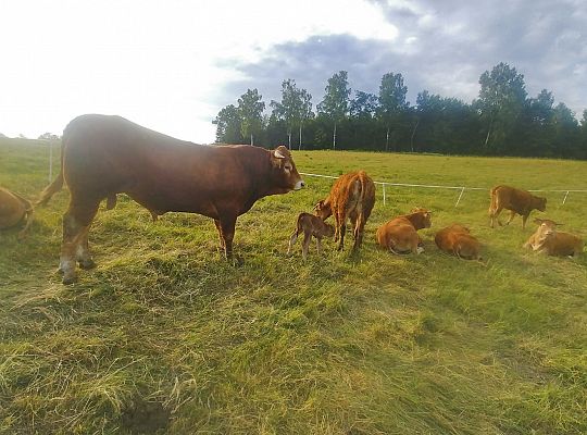 Bydło rasy mięsnej