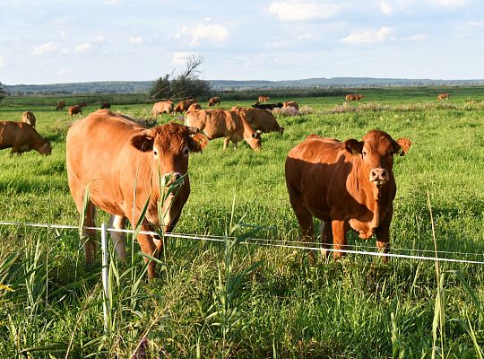 Pierwsza polska rasa bydła mięsnego