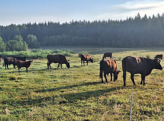 Zielone Wzgórza Warmii hodowla bydła mięsnego