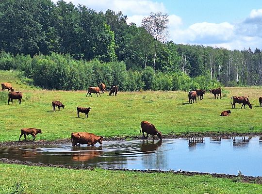 Bydło rasy mięsnej