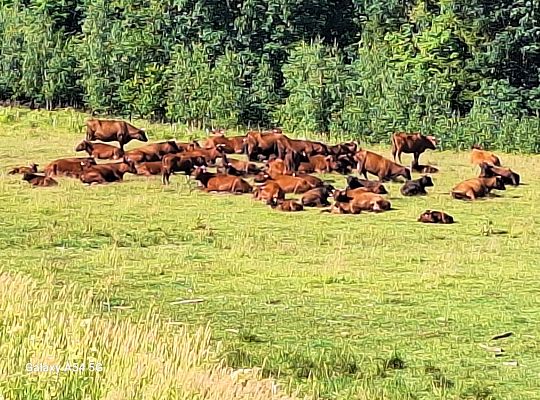 Warmia Hodowla bydła