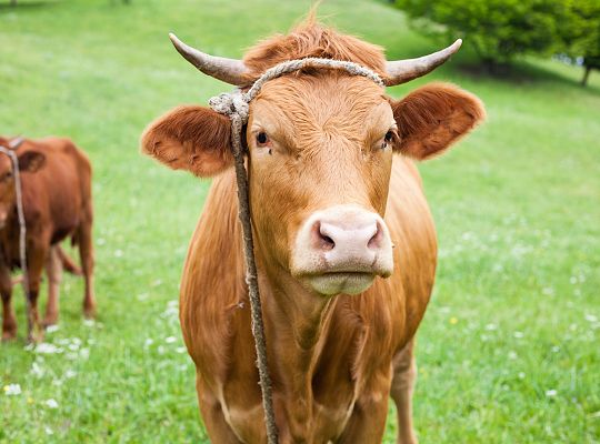 Gospodarstwo rolne Zielone Wzgórza Warmii hodowla bydła