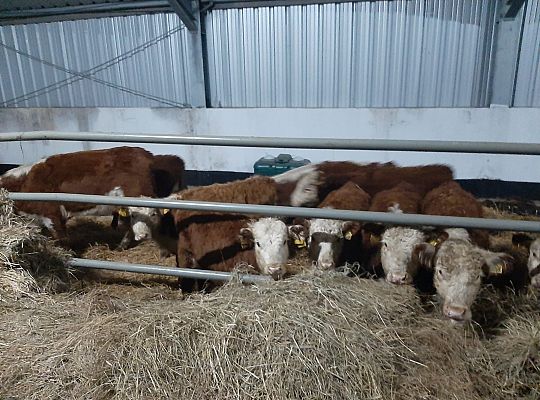 Bydło rasy Hareford