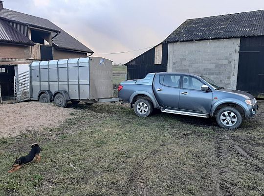 Transport byka rasy RP