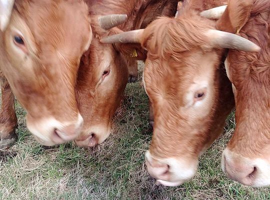 Hodowla bydła rasy limusine