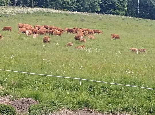 Zielone Wzgórza Warmii hodowla bydła mięsnego