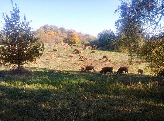 Bydło rasy Polskiej Czerwonej RP
