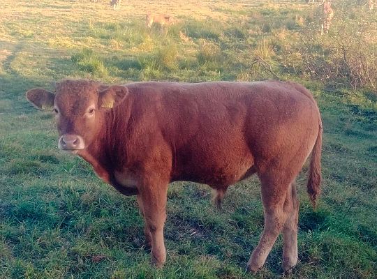 Hodowla bydła mięsnego Warmia