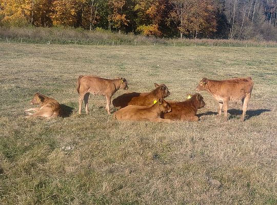 Zielone Wzgórza Warmii hodowla bydła