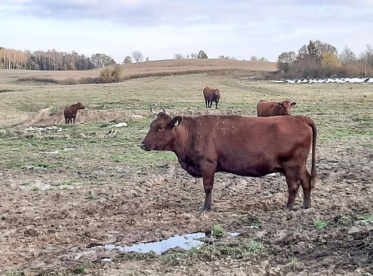 Hodowla bydła rasy Polskiej Czerwonej RP