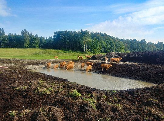 Czysta wołowina z Warmii