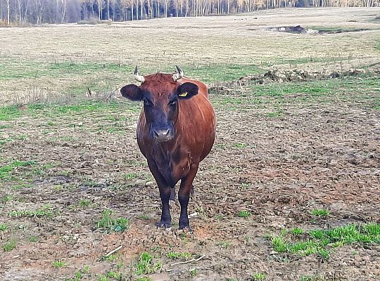 Bydło rasy mięsnej