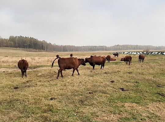 Zielone Wzgórza Warmii hodowla bydła mięsnego
