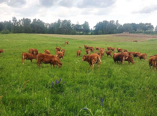 Gospodarstwo rolne Zielone Wzgórza Warmii hodowla bydła