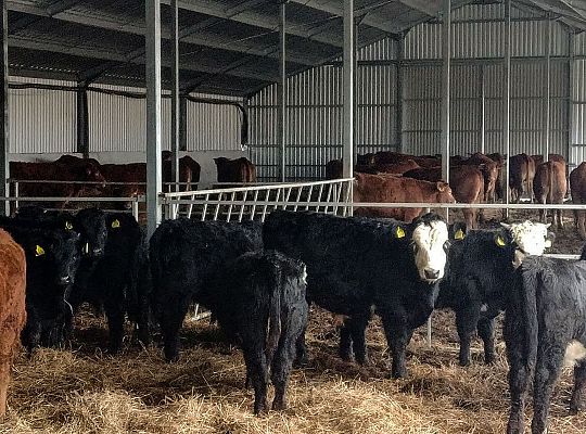 Bydło rasy Polskiej Czerwonej RP