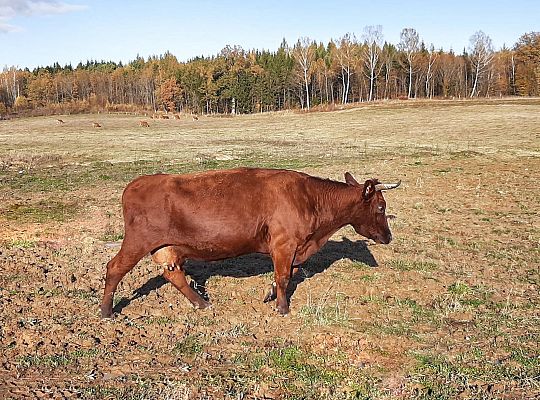 Hodowla bydła rasy Polskiej Czerwonej RP