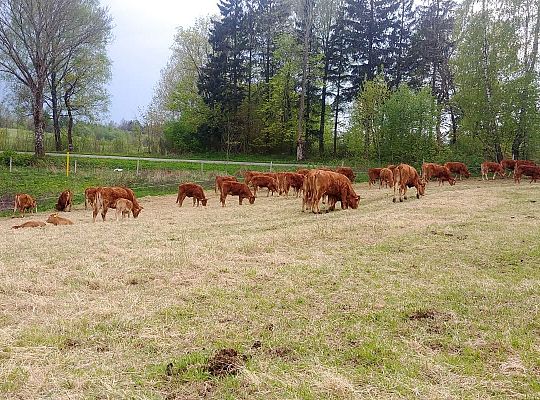 Czysta wołowina z Warmii