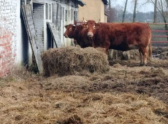 Hodowla bydła rasy Polskiej Czerwonej RP