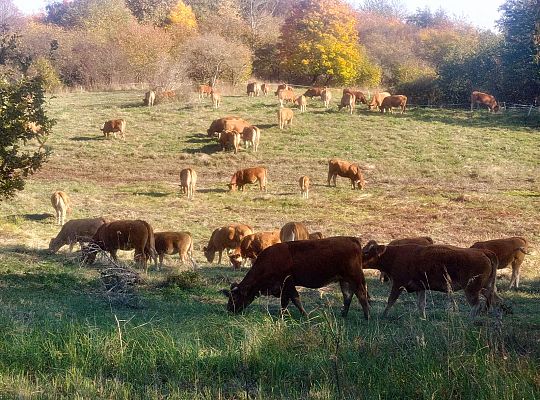 Gospodarstwo rolne Górowo Iławeckie hodowla bydła
