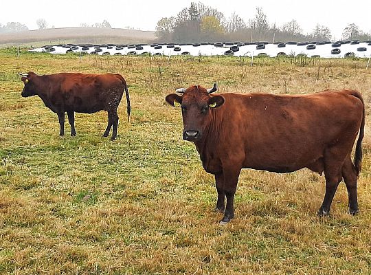 Zielone Wzgórza Warmii hodowla bydła mięsnego