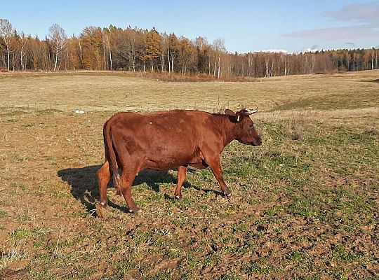 Gospodarstwo rolne Górowo Iławeckie hodowla bydła