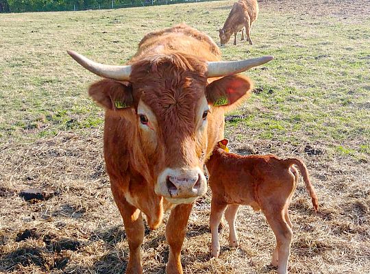 Bydło rasy Polskiej Czerwonej RP