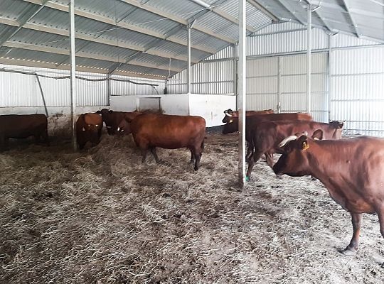 Pierwsza polska rasa bydła mięsnego