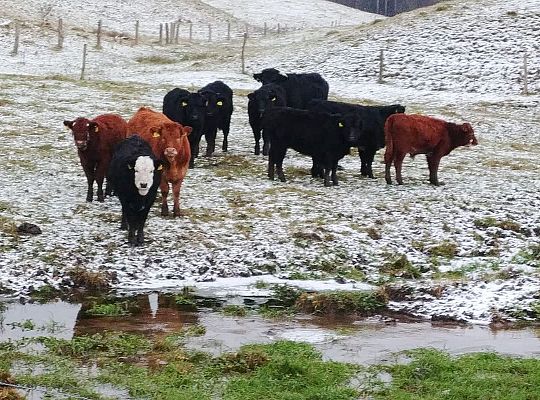 Gospodarstwo rolne Górowo Iławeckie hodowla bydła