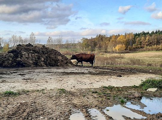 Zielone Wzgórza Warmii hodowla bydła mięsnego