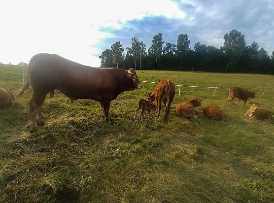 Czysta wołowina z Warmii