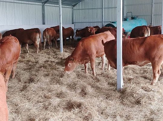 Bydło rasy mięsnej