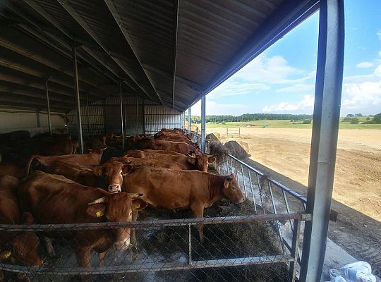 Gospodarstwo rolne Górowo Iławeckie hodowla bydła