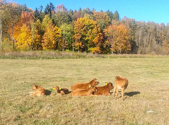 Bydło rasy mięsnej