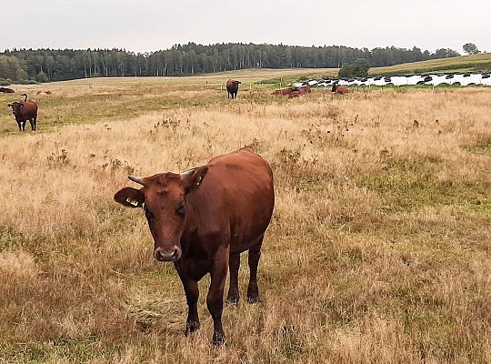 Zielone Wzgórza Warmii hodowla bydła mięsnego