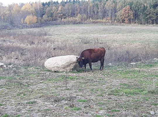 Hodowla bydła rasy Polskiej Czerwonej RP
