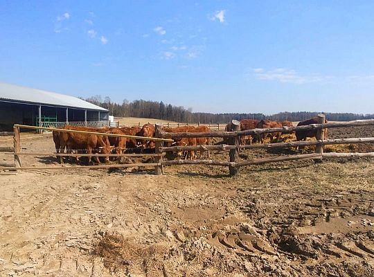 Gospodarstwo rolne Zielone Wzgórza Warmii hodowla bydła