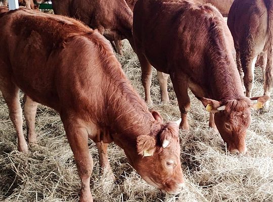 Górowo Iławeckie hodowla bydła