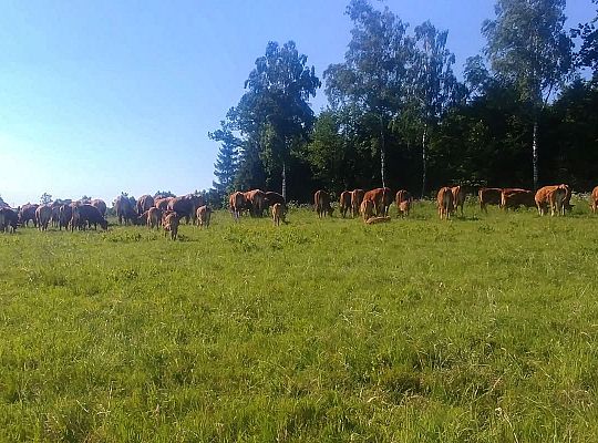 Zielone Wzgórza Warmii hodowla bydła