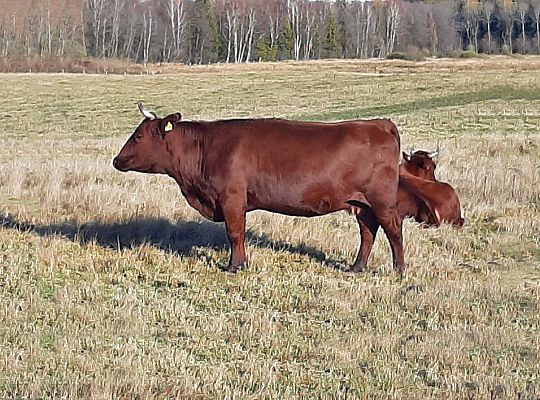 Gospodarstwo rolne Górowo Iławeckie hodowla bydła